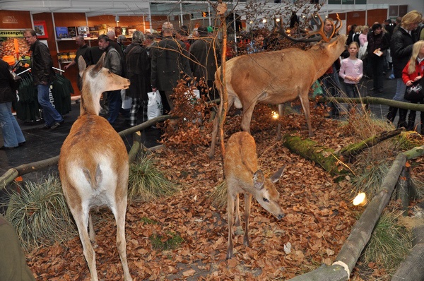 Pferd u Jagd   019.jpg